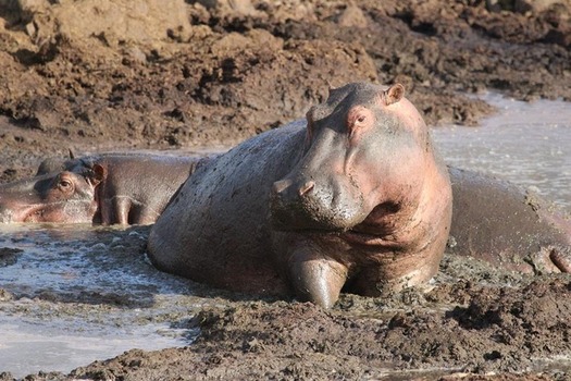 Hippo in Tanzania Water Habitat