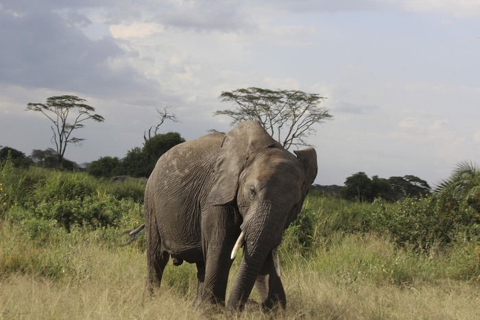 Elephant walking in open savannah during Tanzania safari wildlife experience