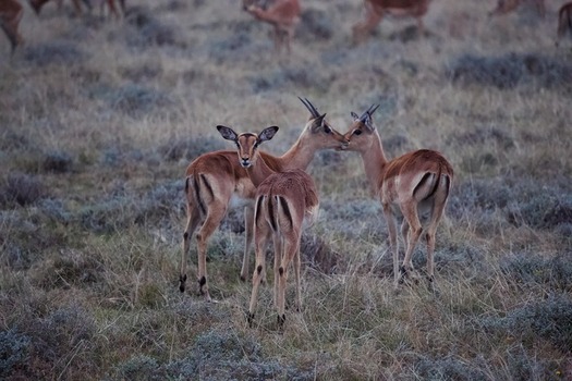 Wildlife seen during a Tanzania safari in natural habitat with beautiful landscape and open savannah