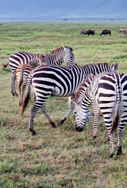 Herd of zebras grazing on the savannah in Tanzania