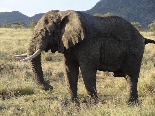A majestic African elephant walking in Tarangire National Park, showing why you shouldn't only focus on the Big Five on a Tanzania safari.