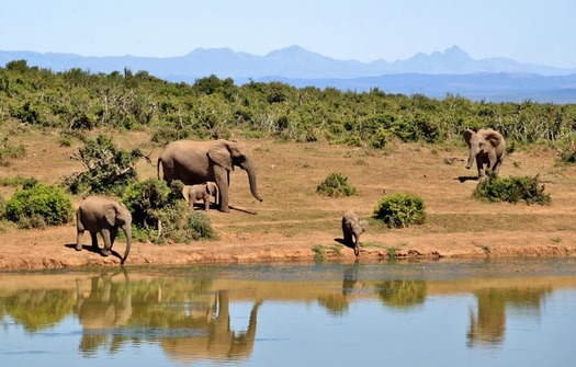 Wild animals gathering near a river during the dry season in Serengeti National Park Tanzania
