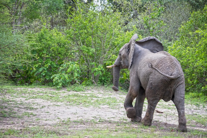 Large African elephant walking across the savanna in Serengeti Maasai Mara ecosystem.