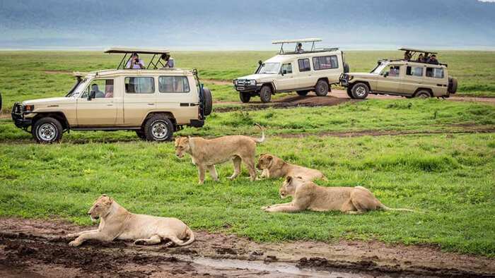 Alt Text: Tourists in a 4x4 safari vehicle observing wildlife in Serengeti
