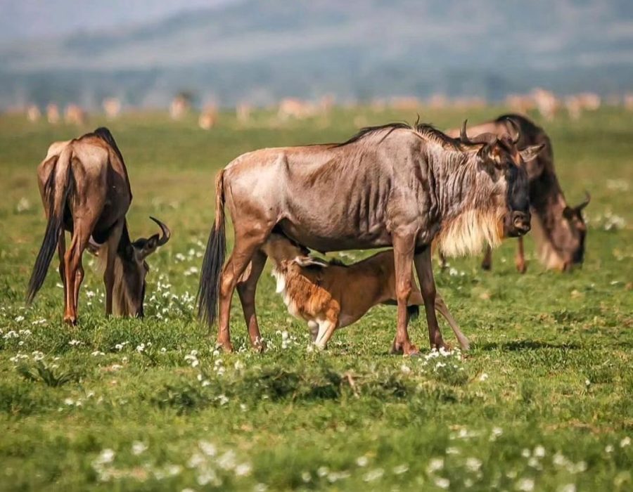 A vast herd of wildebeest migrating across the Serengeti plains under clear blue skies