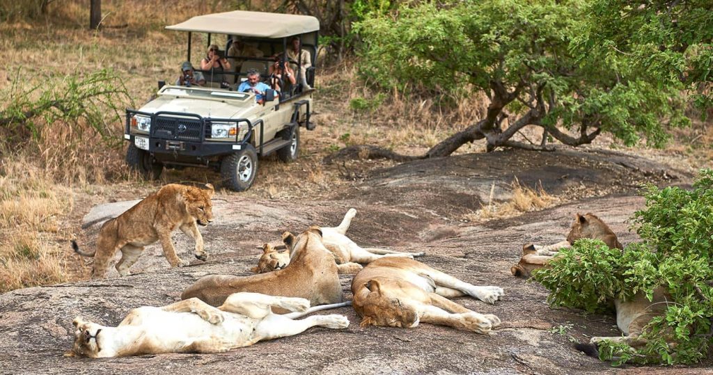 Tourists on a safari vehicle watching wildlife in Serengeti National Park Tanzania