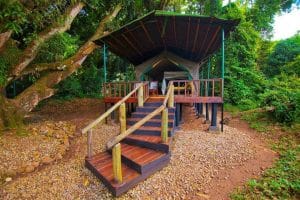 Mbali Mbali Gombe Lodge forest view